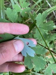 Aquilegia formosa