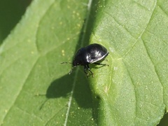 Thyreocoridae