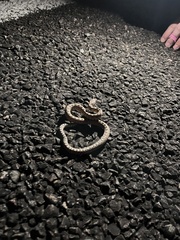 Pituophis catenifer deserticola