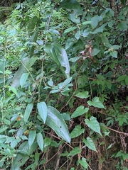 Smilax china