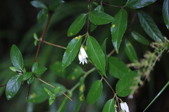 Deutzia pulchra
