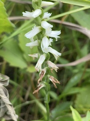 Spiranthes magnicamporum