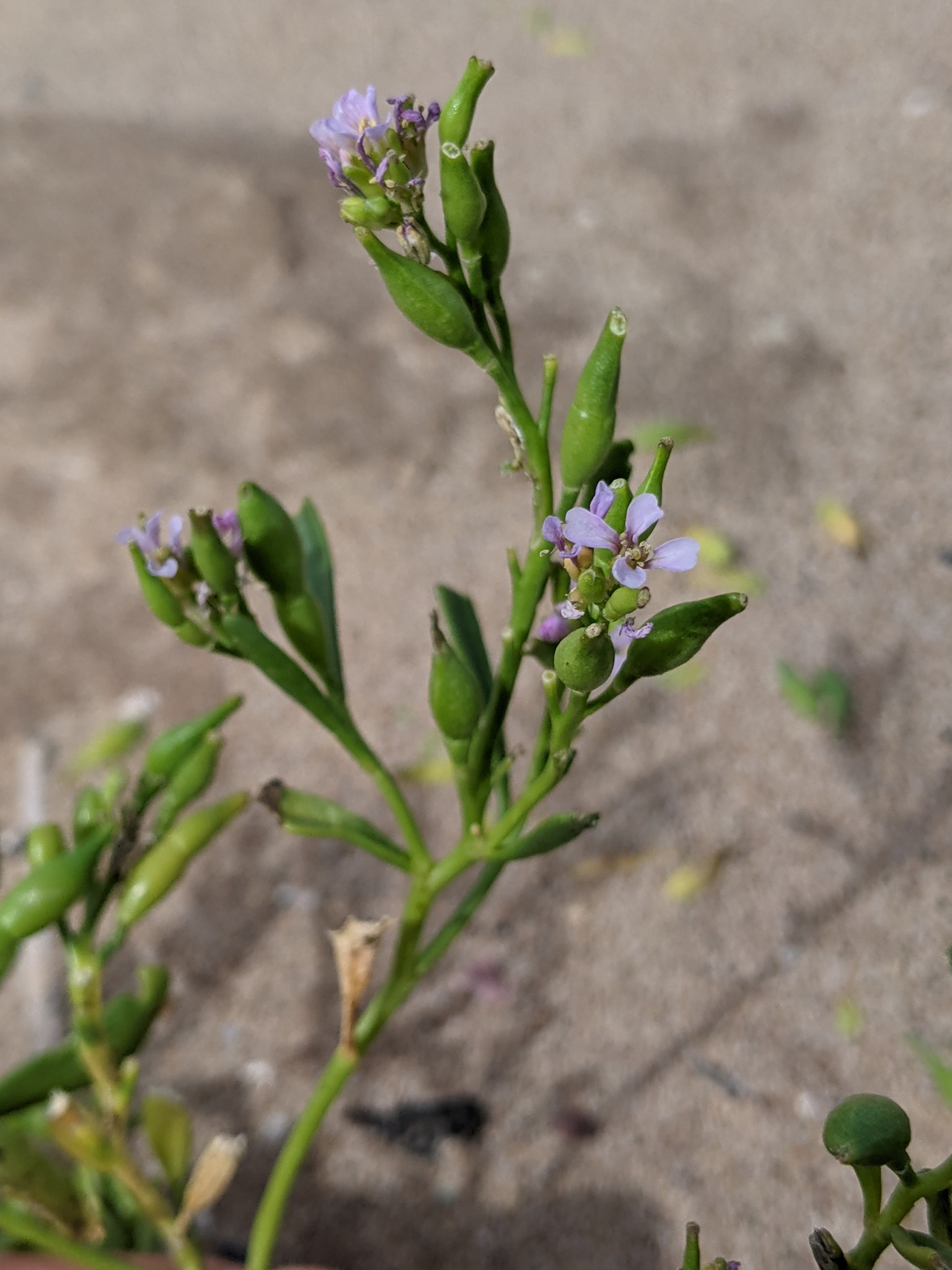 Cakile edentula var. lacustris