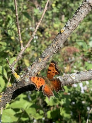 Polygonia progne