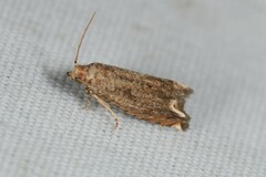 Epiblema abruptana