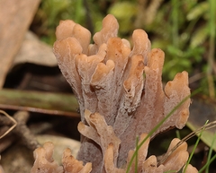 Clavulina vinaceocervina