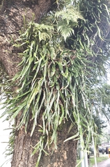 Pyrrosia longifolia