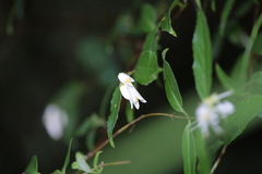 Deutzia pulchra