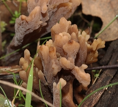 Clavulina vinaceocervina