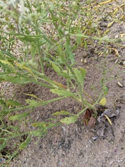 Cycloloma atriplicifolium