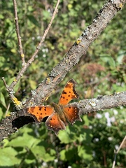Polygonia progne