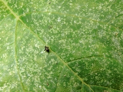 Microtechnites bractatus