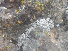 Lecanora hybocarpa