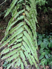 Menisciopsis penangiana