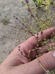 Cycloloma atriplicifolium