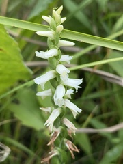 Spiranthes magnicamporum