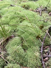 Leucobryum glaucum