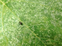 Microtechnites bractatus