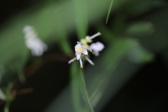 Deutzia pulchra