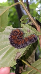 Acronicta hastulifera