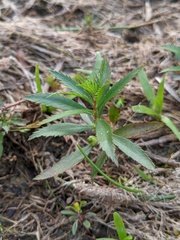 Proserpinaca palustris