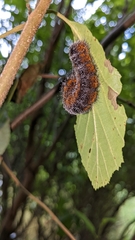 Acronicta hastulifera