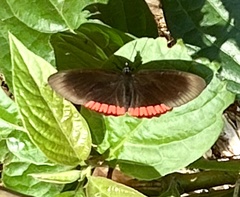 Biblis hyperia