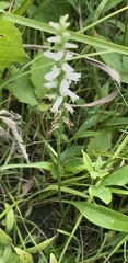 Spiranthes magnicamporum