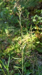 Omalotheca sylvatica