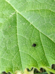 Microtechnites bractatus