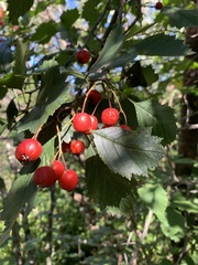 Crataegus laevigata