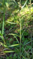 Omalotheca sylvatica