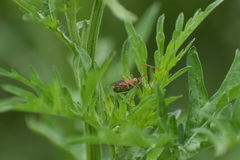 Zelus renardii