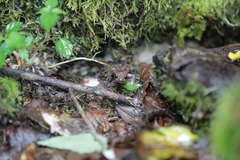 Hynobius sonani