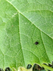 Microtechnites bractatus