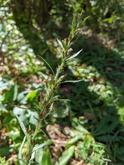 Omalotheca sylvatica