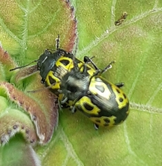 Zygogramma signatipennis