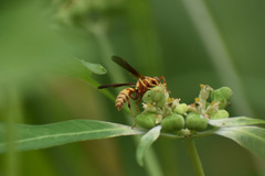Polistes