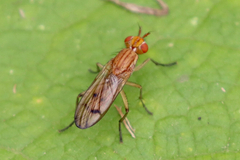 Tetanocera