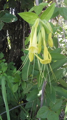 Lithospermum exsertum