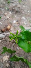 Chthamalia tehuacana