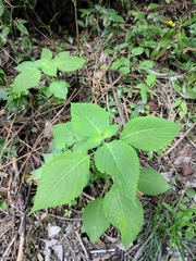 Perilla frutescens