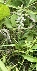 Spiranthes magnicamporum