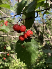 Crataegus laevigata