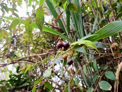 Gaultheria leucocarpa