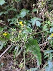 Youngia japonica