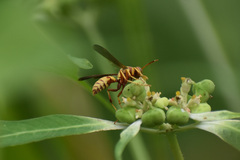 Polistes