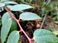 Gaultheria leucocarpa