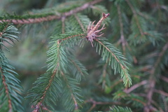 Adelges abietis