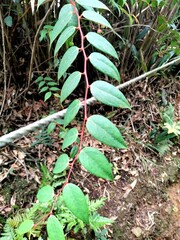 Gaultheria leucocarpa